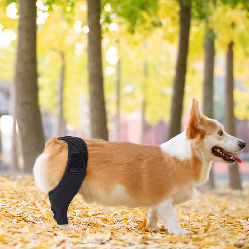 Dog Knee Brace for Joint Recovery - photo 5