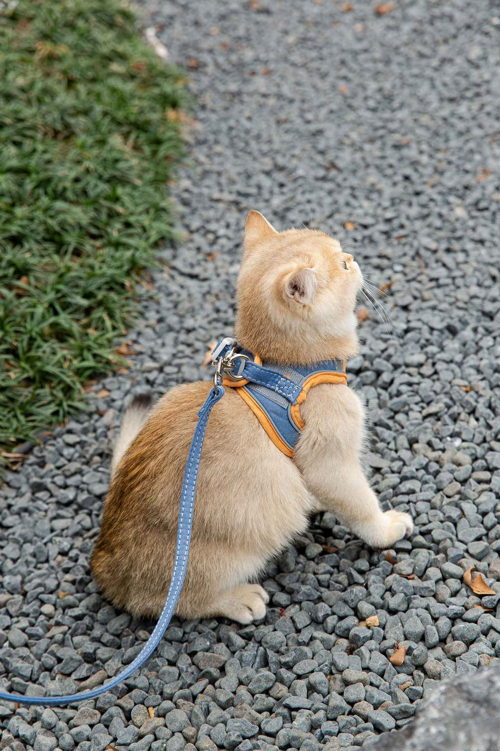 Escape-Proof Cat Walking Harness - photo 3