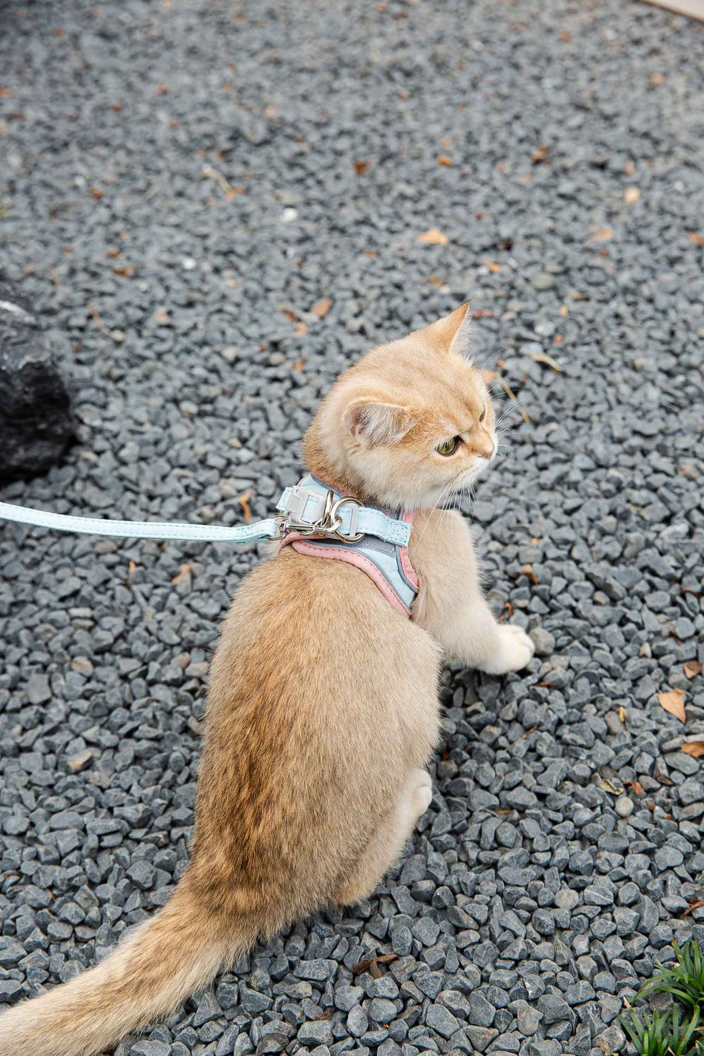 Escape-Proof Cat Walking Harness - photo 4
