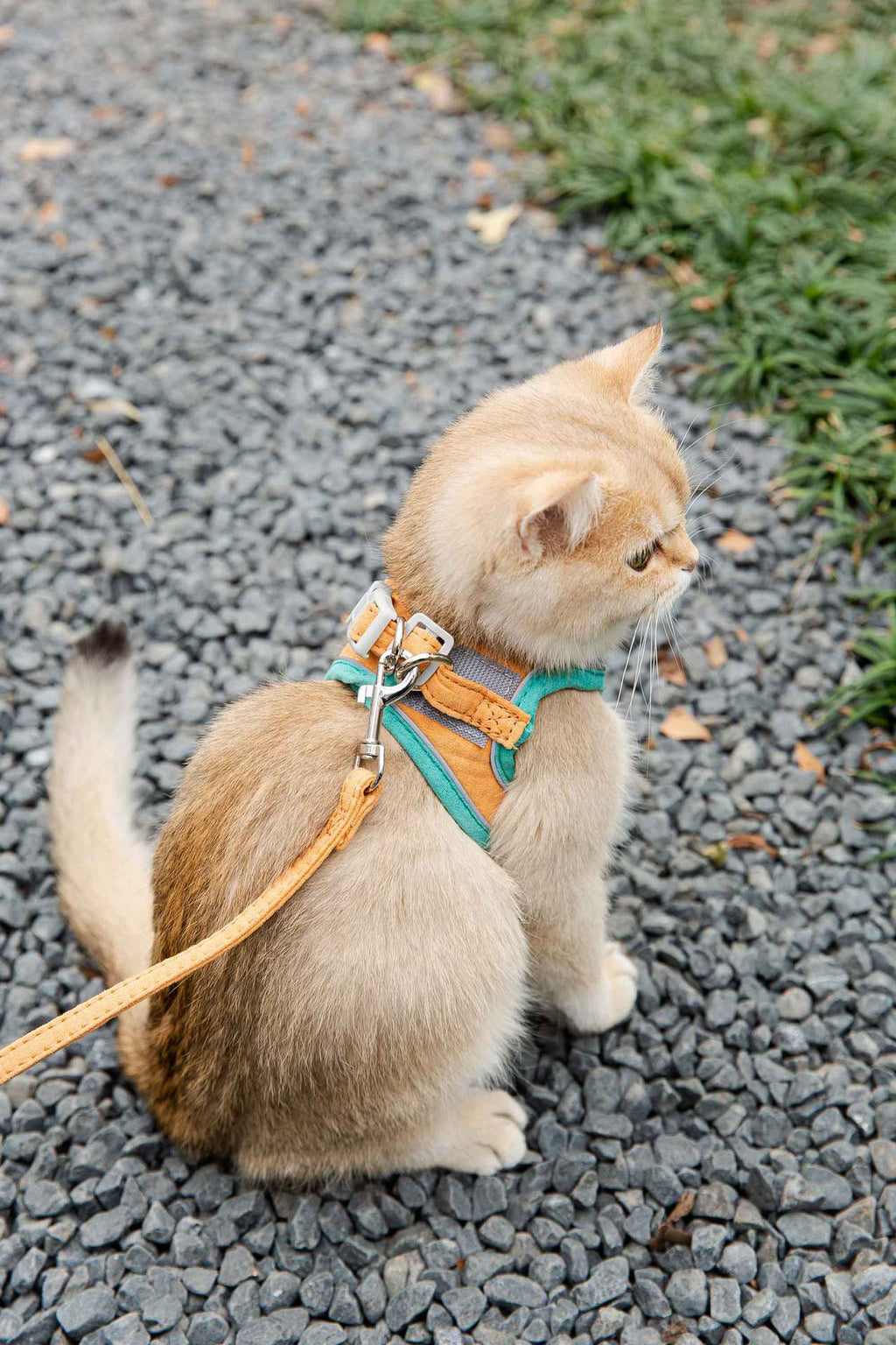 Escape-Proof Cat Walking Harness - photo 5