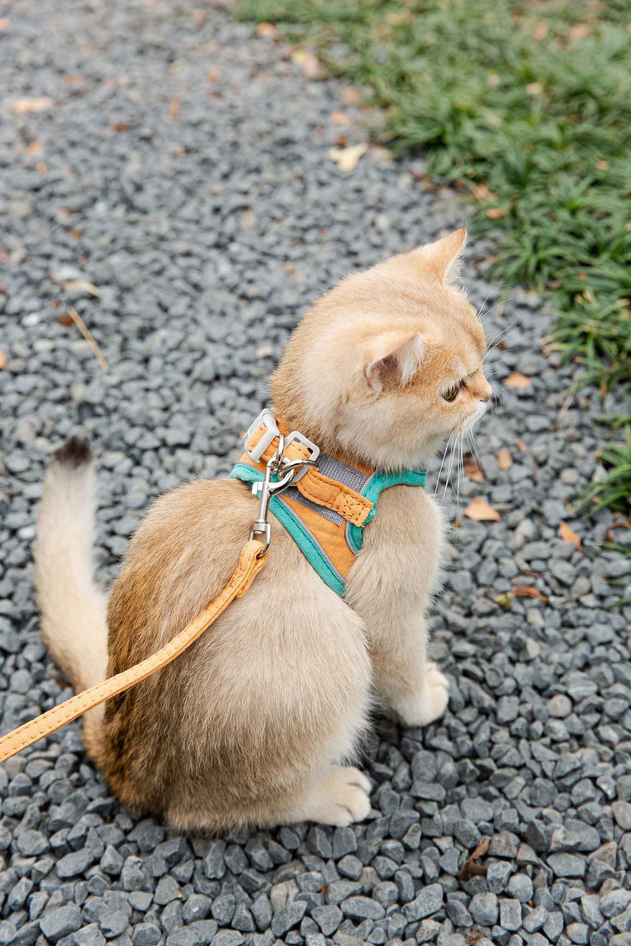 Escape-Proof Cat Walking Harness - photo 5