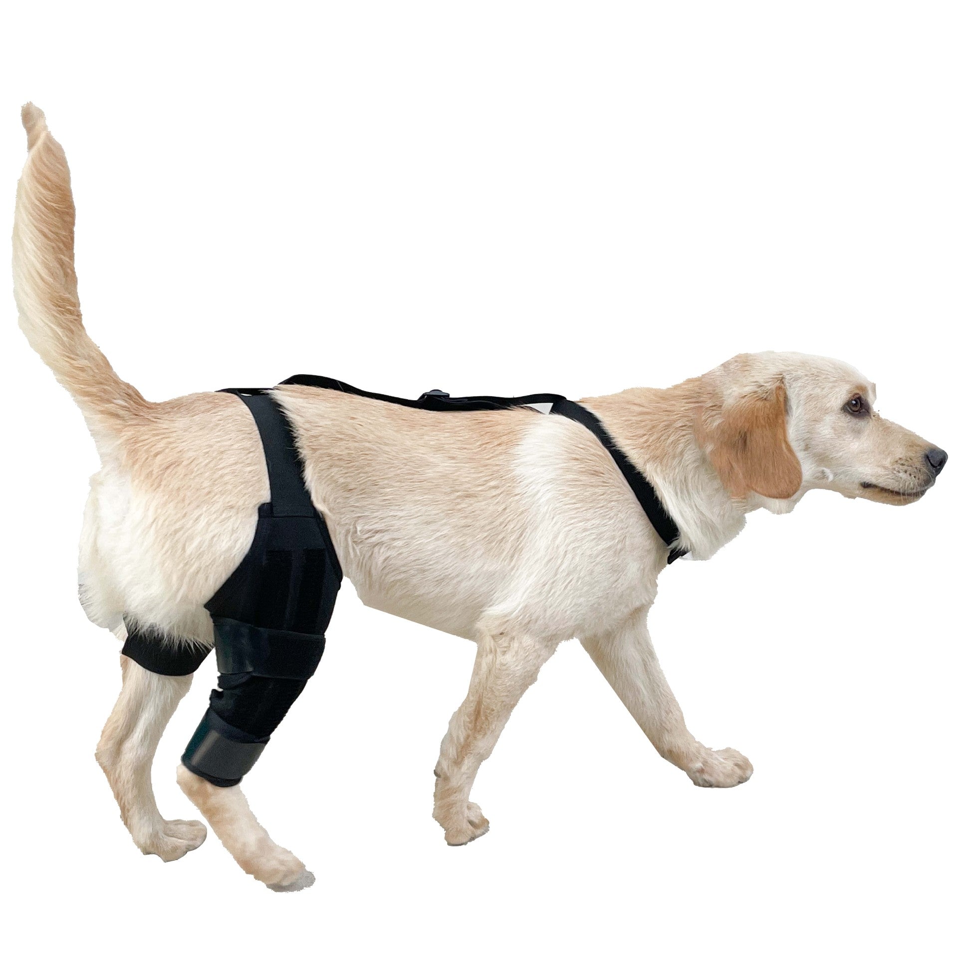 Dog Leg & Knee Support Brace